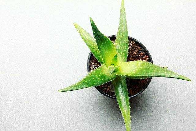 Aloe Vera Bitkisinin Cildimize ifa Dolu Faydalar | Elite World Hotels &  Resorts