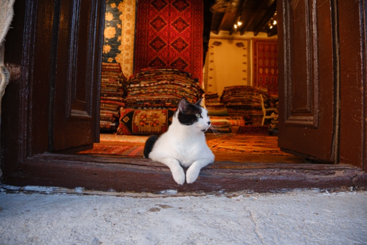 Türkiye’de Yaşayan Kedi Türleri