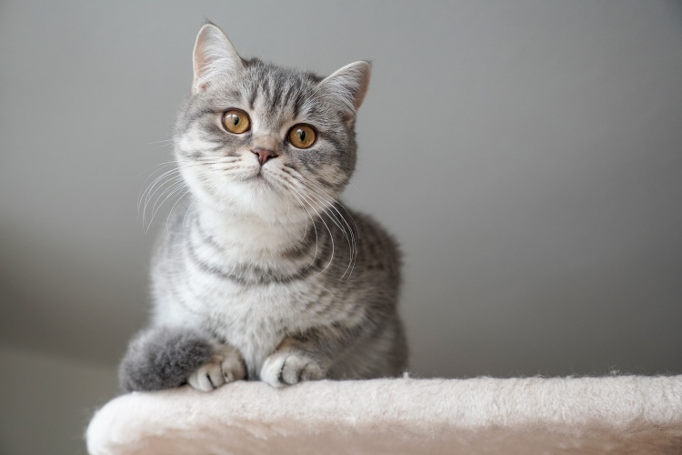 british shorthair cinsi