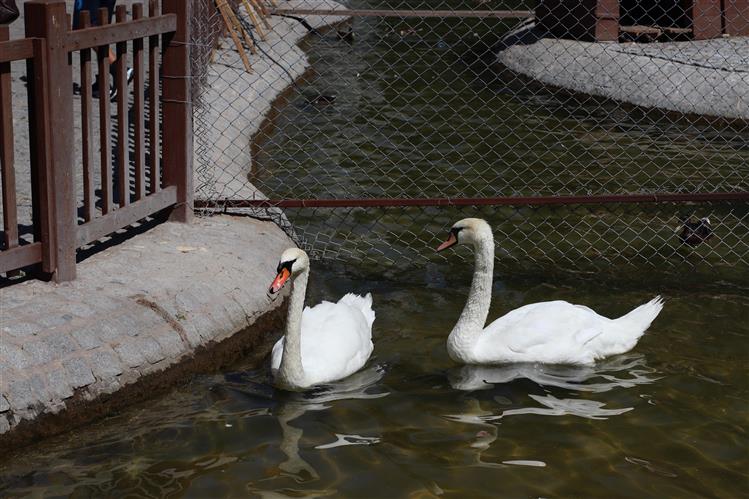 For Those Who Want to See Ankara's Famous Swans: Kuğulu Park