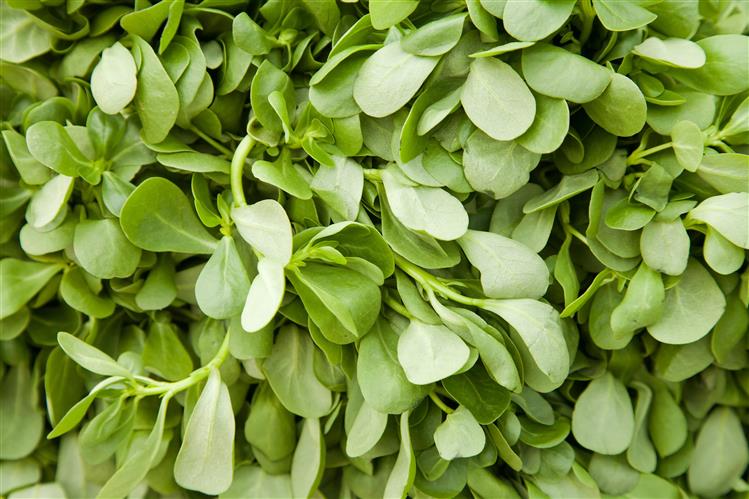 Purslane: A Healthy and Light Alternative